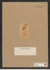 Nothoceratium sexangulatum (Grev.) De-Toni (de-Toni-Nr.: Genus 139, Species 3696) Zeichnungen Sammlung Grunow Nr. 7172 (NHMW-BOT-W0376150)